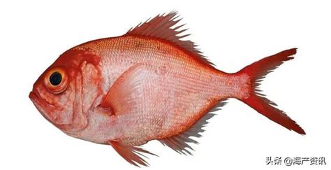 紅色的魚有哪些 風鈴玉秀